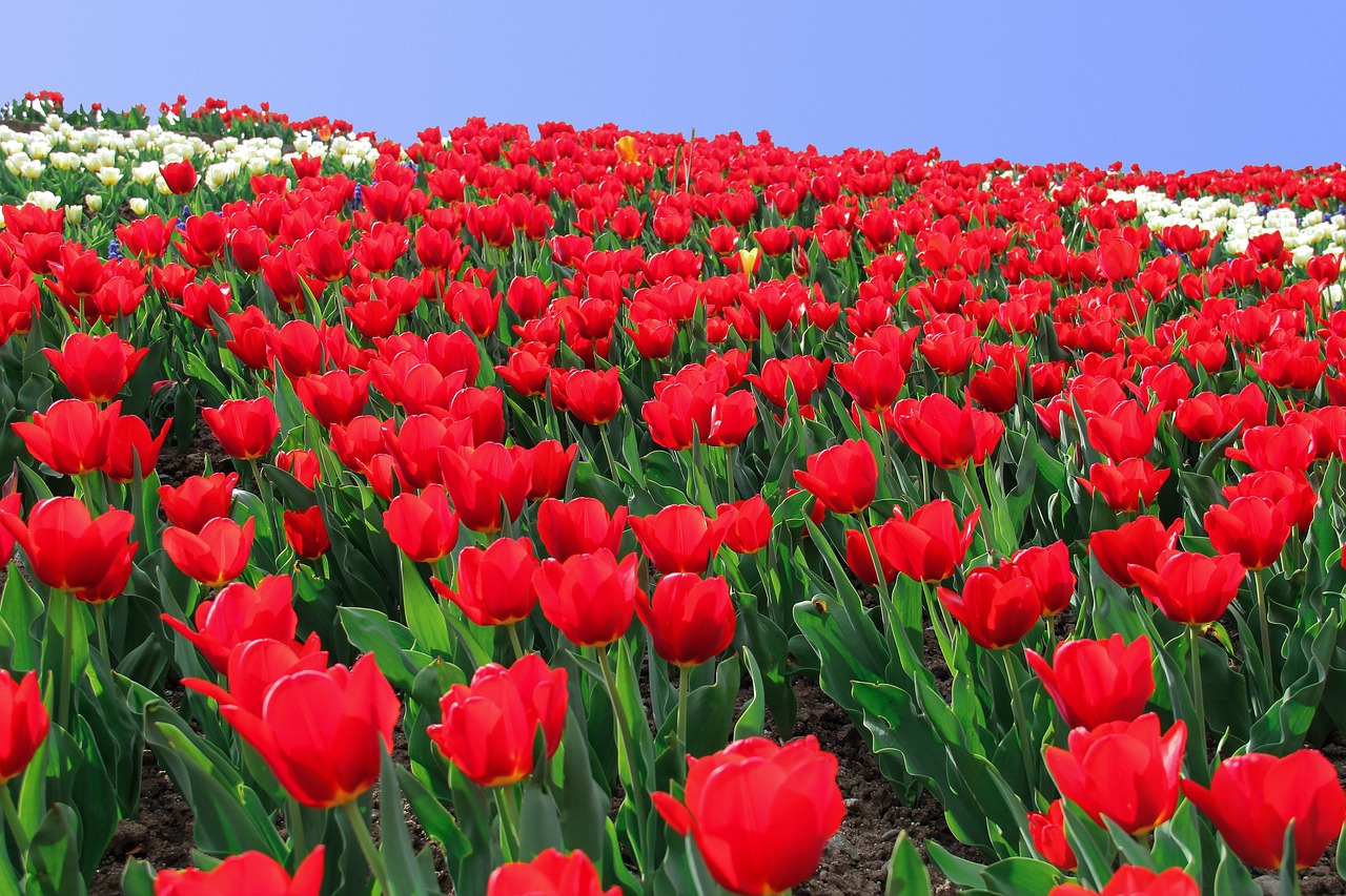 Tulpė, Tulpių Jūra, Gėlės, Geliu Lova, Tulpių Laukas, Tulpenbluete, Ryškios Spalvos, Raudona, Blütenmeer, Pavasaris