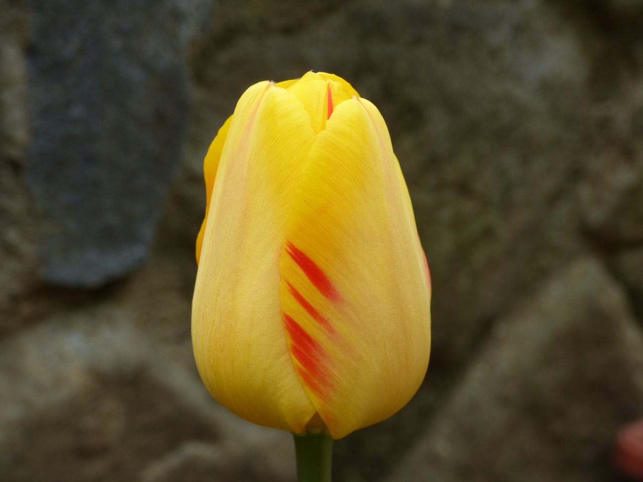 Tulpė, Gėlė, Tulpės, Geltona, Pavasaris, Nemokamos Nuotraukos,  Nemokama Licenzija