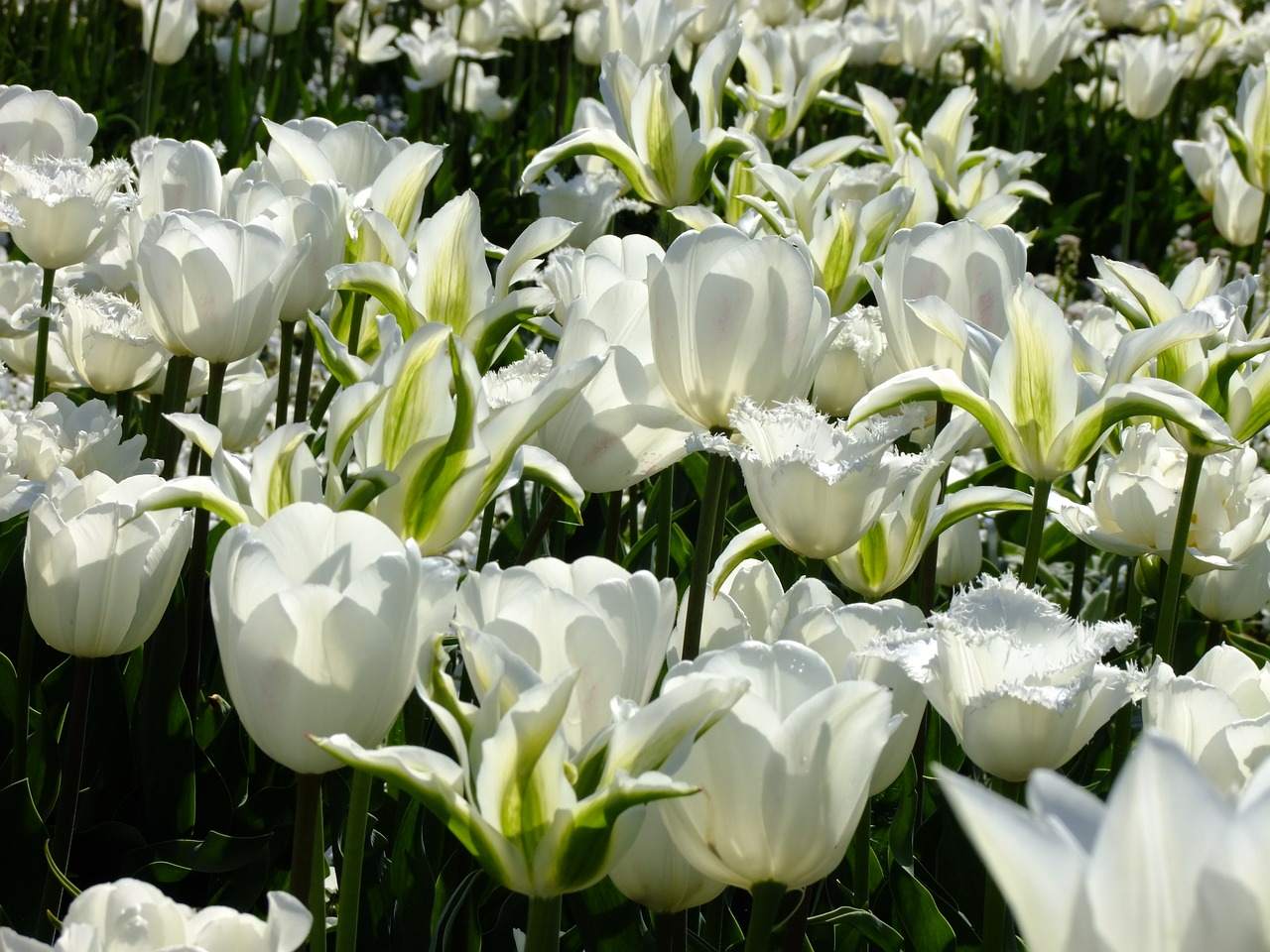 Tulpė, Tulipa, Veislinis Tulpis, Tulpenzwiebel, Schnittblume, Gėlė, Pavasaris, Žiedas, Žydėti, Lelija