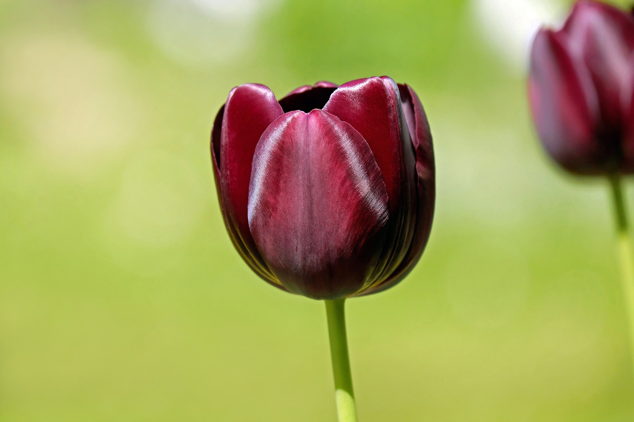 Tulpė, Gėlė, Žiedas, Žydėti, Gėlės, Violetinė, Intensyvi Spalva, Gražus, Spalvingas, Schnittblume