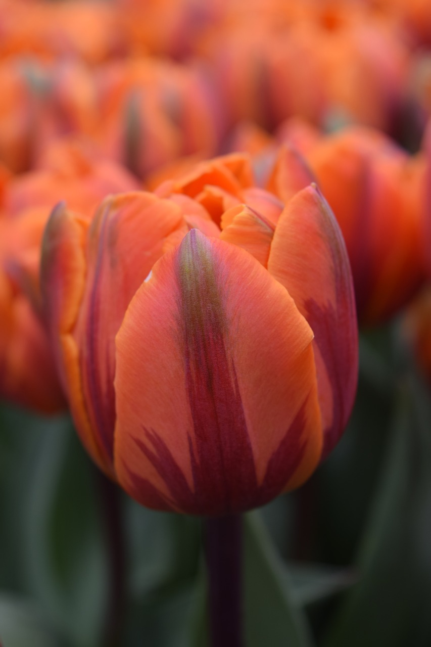 Tulpė, Gėlė, Oranžinė, Gėlių, Oranžinė Gėlė, Holland, Amsterdamas, Keukenhof, Žydėti, Pavasaris