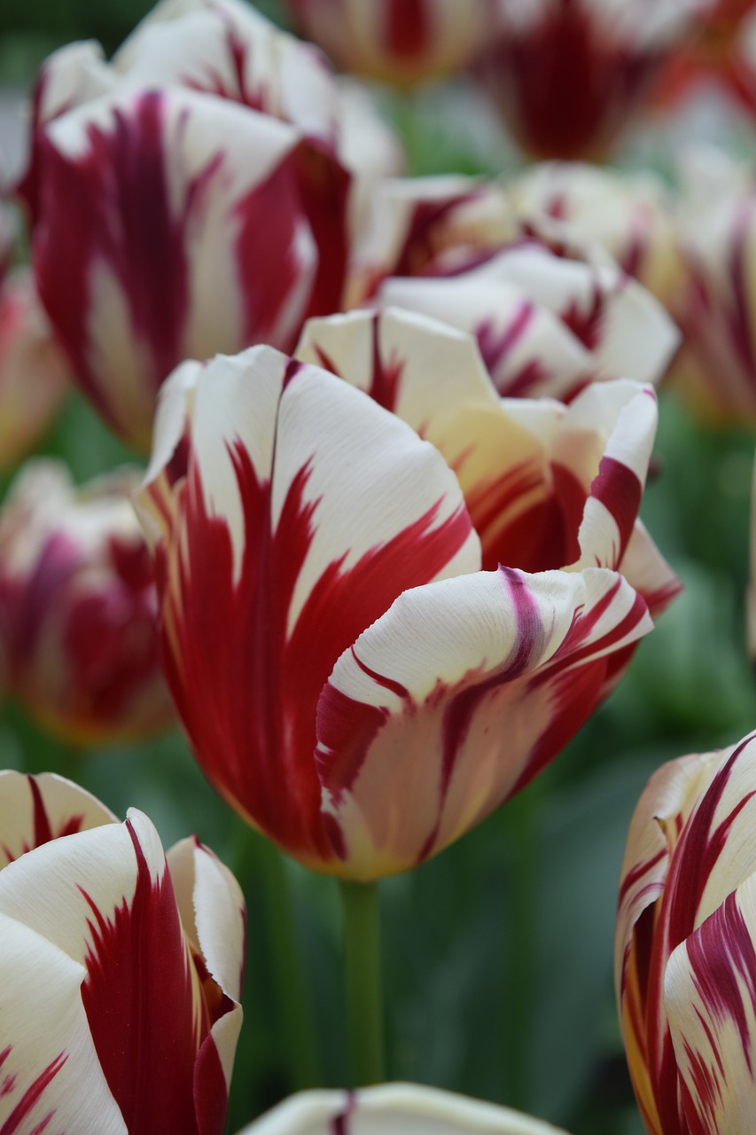 Tulpė, Tulpės, Gėlės, Balta, Raudona, Holland, Amsterdamas, Keukenhof, Žydėti, Pavasaris