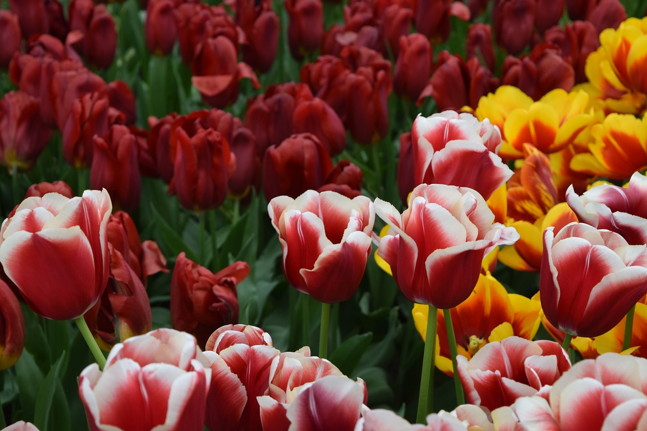 Tulpė, Tulpės, Raudona, Rožinis, Geltona, Gėlės, Holland, Amsterdamas, Keukenhof, Žydėti
