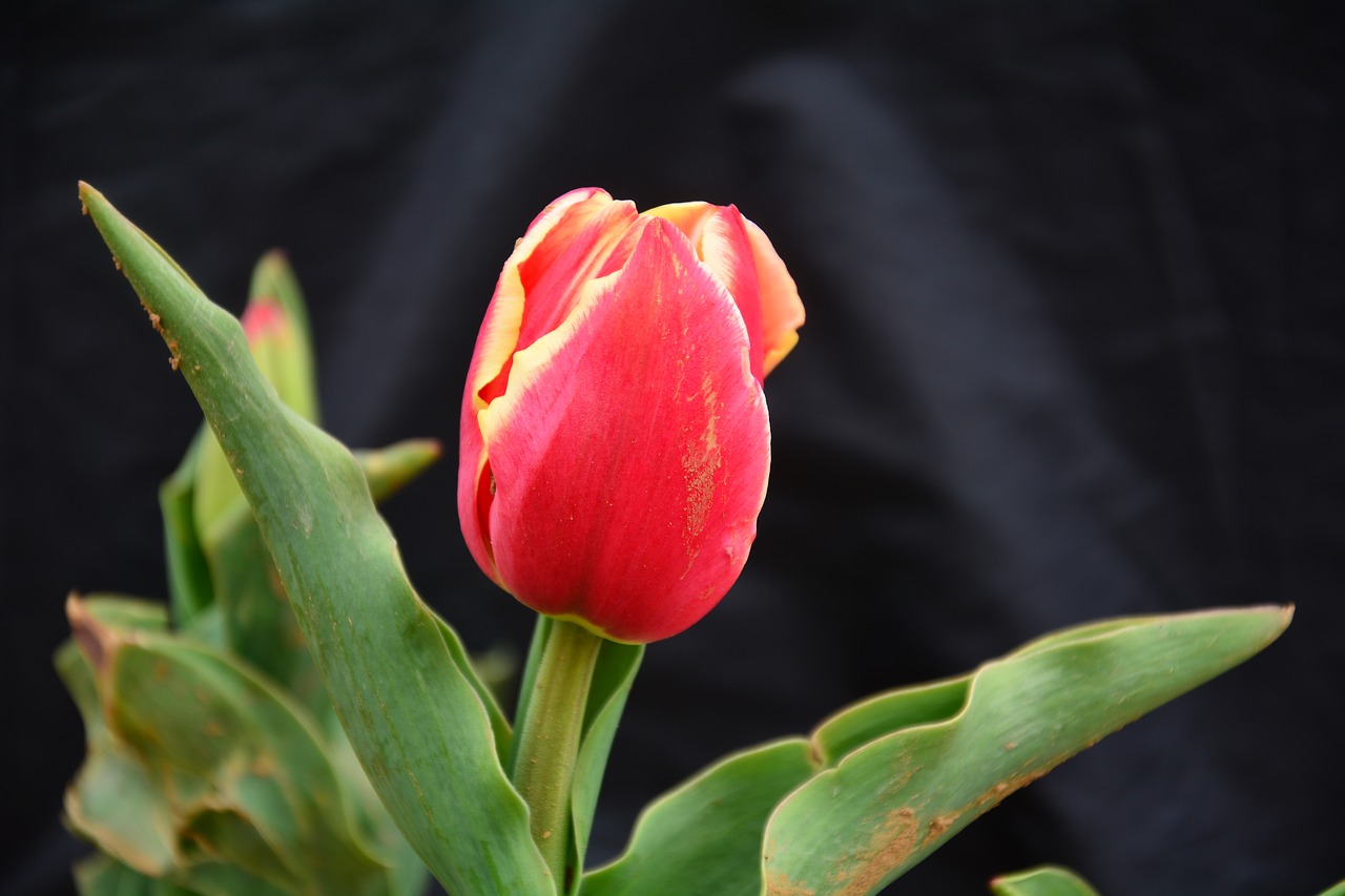 Tulpė, Gėlė, Chunhua, Nemokamos Nuotraukos,  Nemokama Licenzija