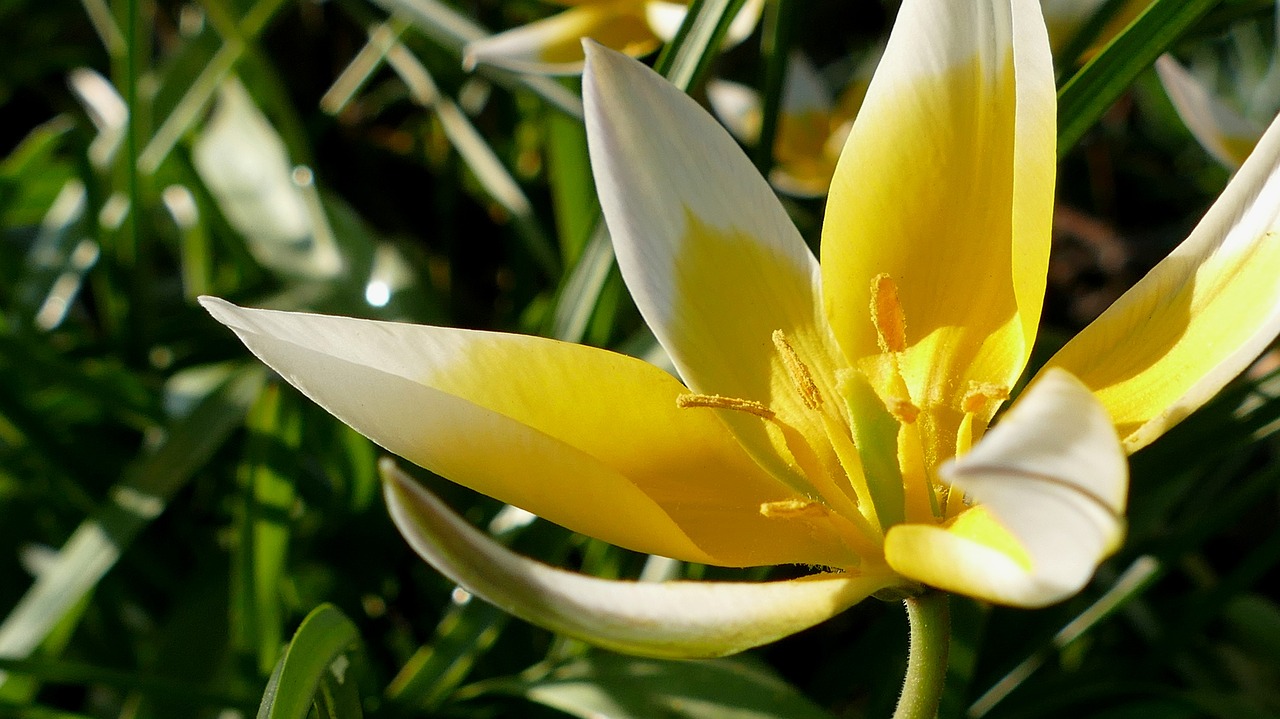 Tulpė, Geltonai Baltos Spalvos, Gėlė, Žiedas, Žydėti, Gamta, Sodas, Anksti, Frühlingsanfang, Bicolor Tulip