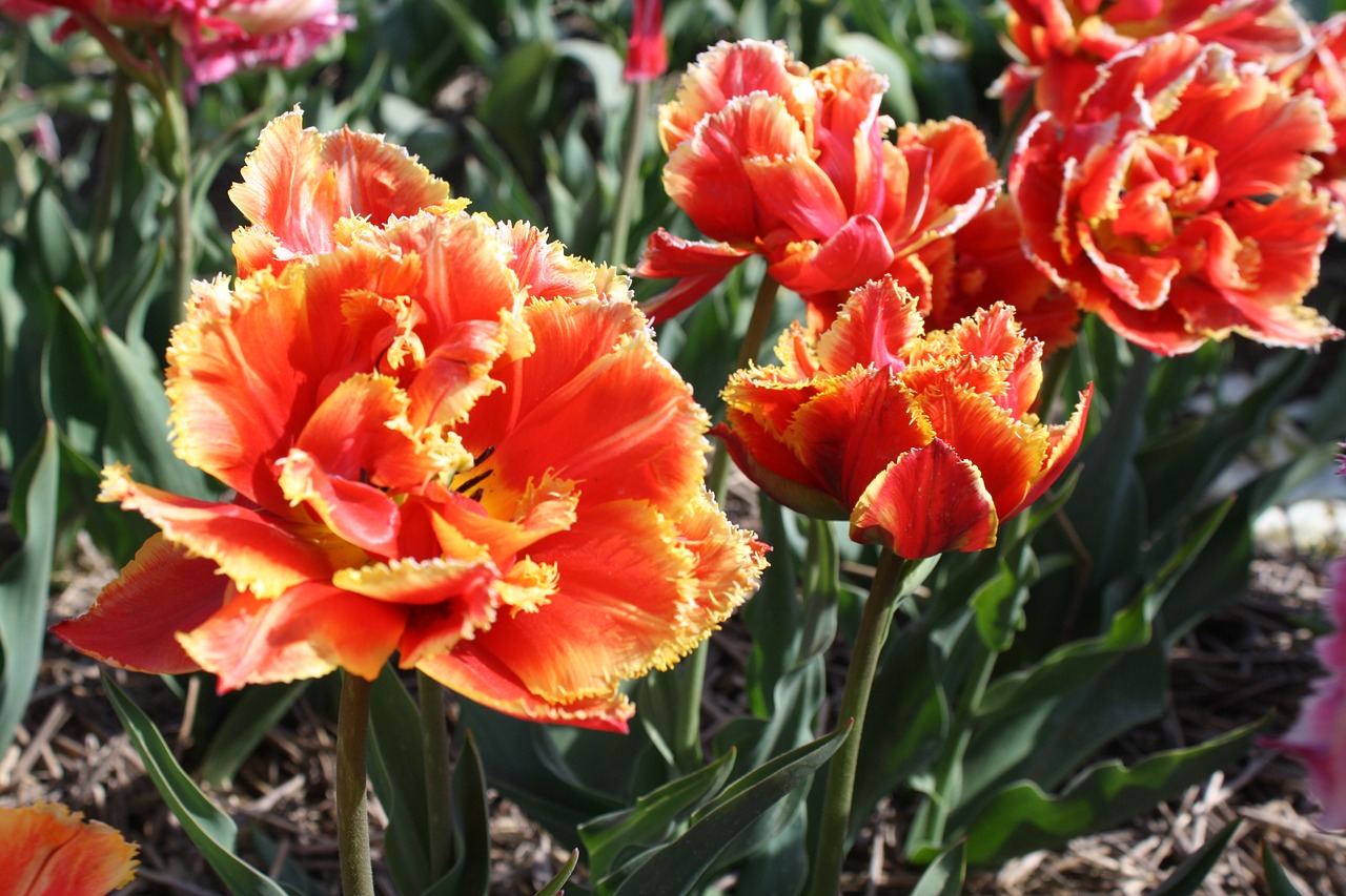 Tulpė, Gėlė, Tulpių Laukas, Holland, Lemputė, Tulpių Laukai, Pavasaris, Tulpės, Nyderlandai, Gamta