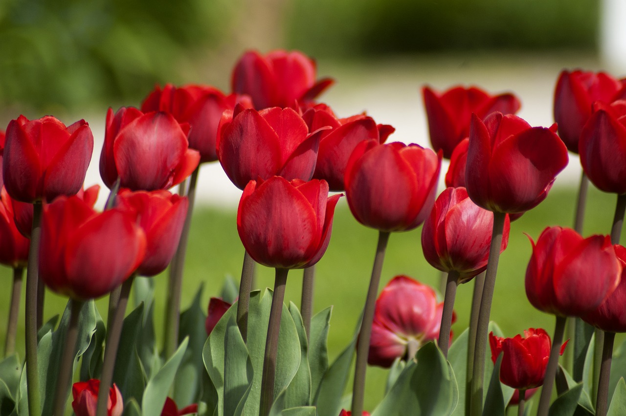 Tulpė, Gėlė, Tulpių Spyruoklė, Pavasaris, Žiedlapis, Raudona, Nemokamos Nuotraukos,  Nemokama Licenzija