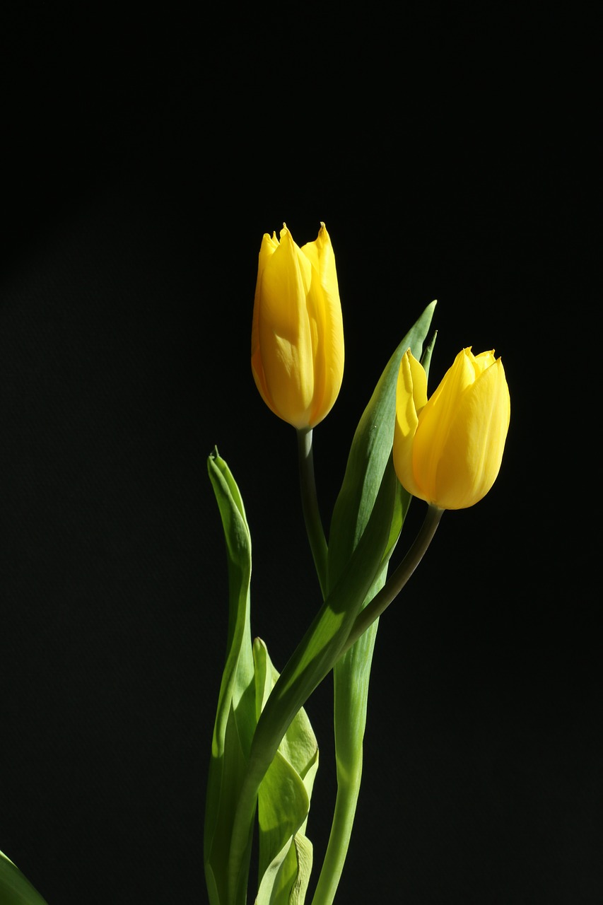 Tulpė, Geltona, Gėlė, Pavasaris, Gamta, Nemokamos Nuotraukos,  Nemokama Licenzija
