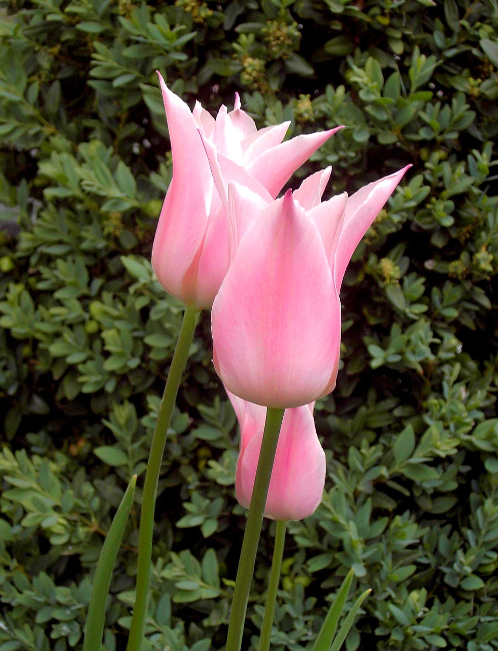 Tulpė, Gėlė, Pavasario Gėlės, Rožinis, Nemokamos Nuotraukos,  Nemokama Licenzija