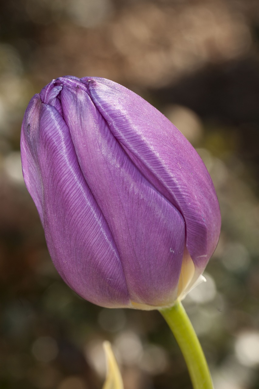 Tulpė, Gėlė, Violetinė, Gėlių, Tulipa, Pavasaris, Spalvinga, Žydi, Daugiametis, Svogūnas