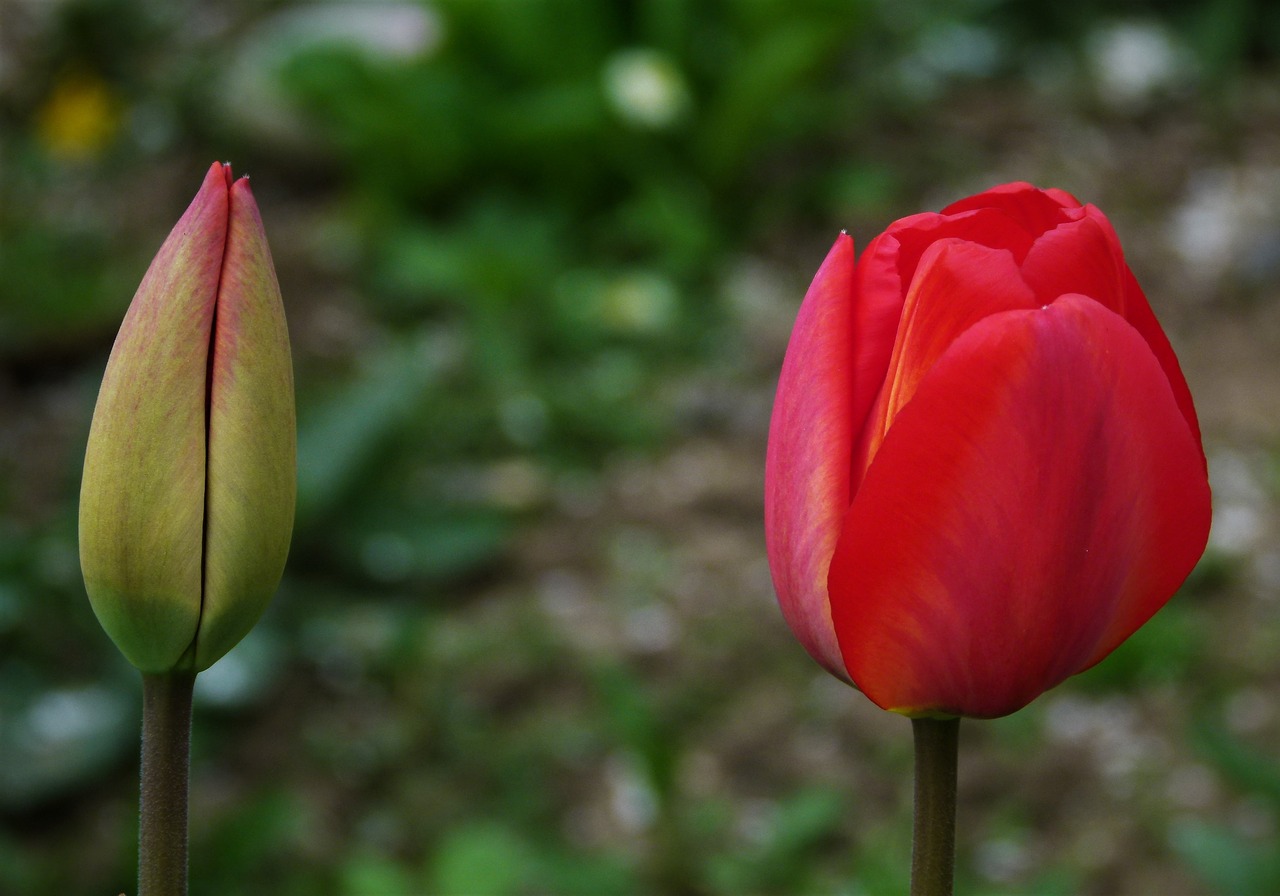 Tulpė, Tulpės, Budas, Gamta, Pavasaris, Gėlė, Gėlės, Augalas, Gražus, Sodo Gėlė