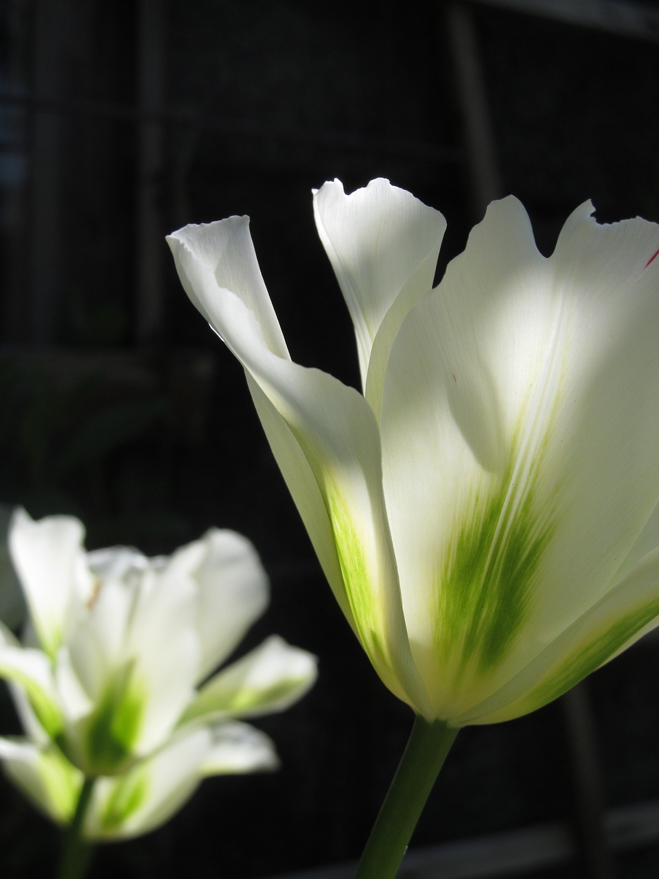 Tulpė, Pavasaris, Pavasario Gėlė, Balta, Gėlės, Nemokamos Nuotraukos,  Nemokama Licenzija