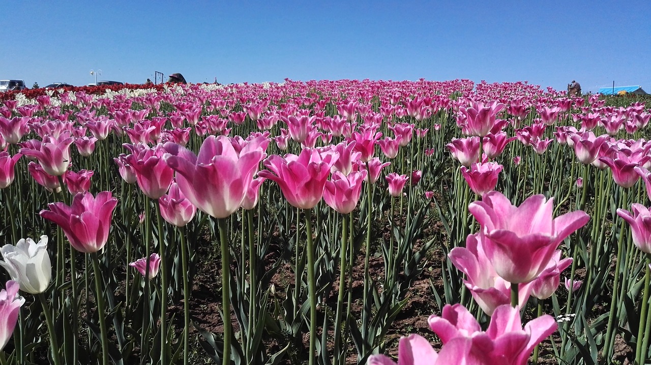 Tulpė, Šviežios Violetinės Tulpes, Pagal Mėlyną Dangų Gėlių, Nemokamos Nuotraukos,  Nemokama Licenzija