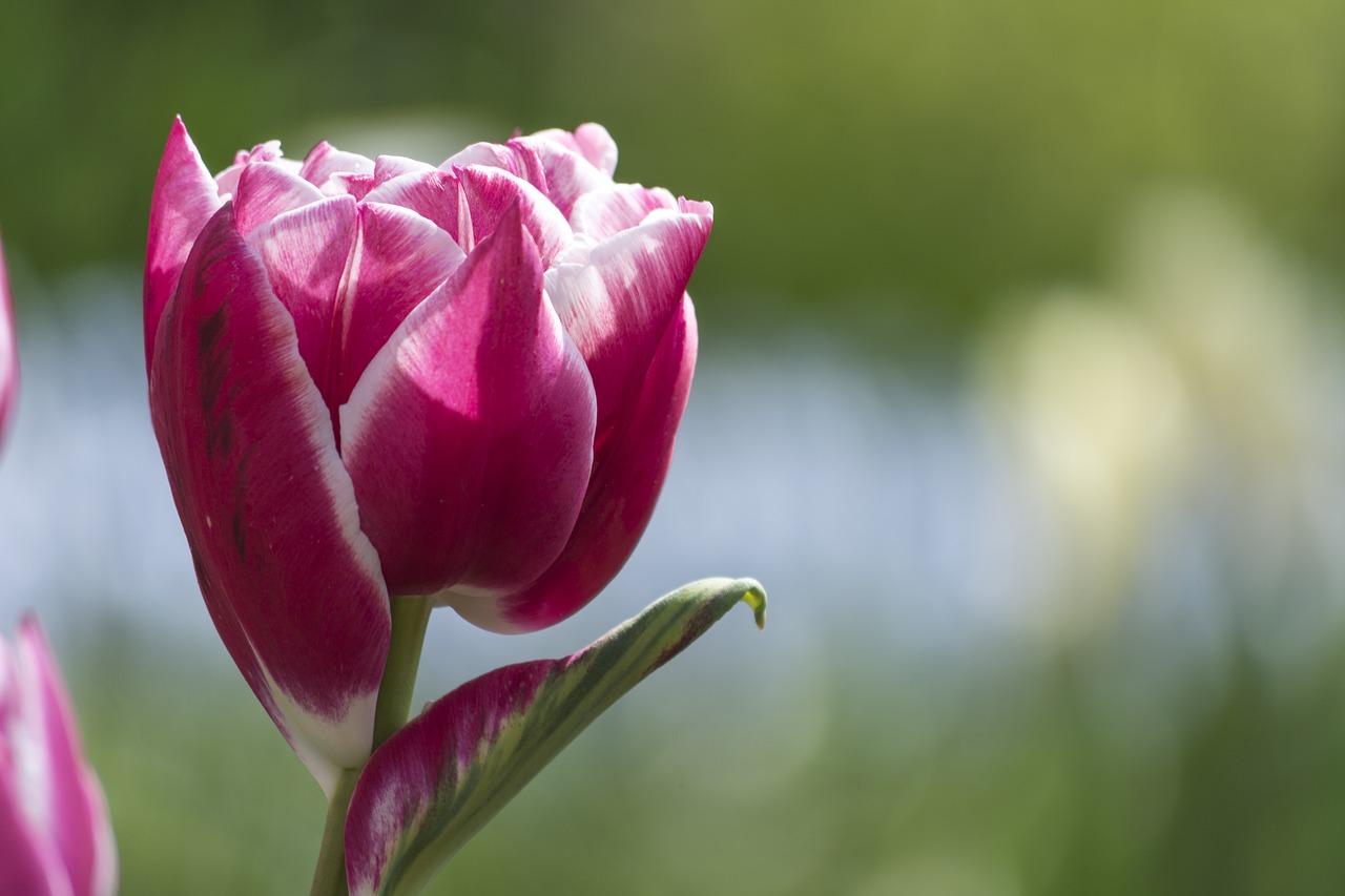 Tulpė, Gėlė, Rožinis, Tulpės, Gėlės, Nyderlandai, Pavasaris, Žydėti, Olandų Kraštovaizdis, Lemputė