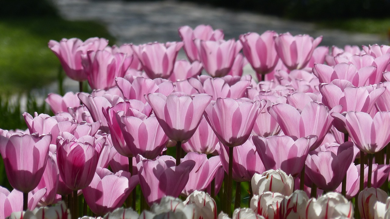 Tulpė, Gėlė, Sodas, Keukenhof, Amsterdamas, Botanika, Pavasaris, Flora, Gėlių Parkas, Nemokamos Nuotraukos