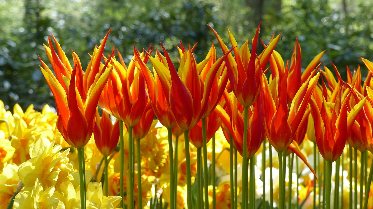 Tulpė, Sodas, Keukenhof, Amsterdamas, Botanika, Flora, Pavasaris, Gėlių Parkas, Gėlė, Nemokamos Nuotraukos