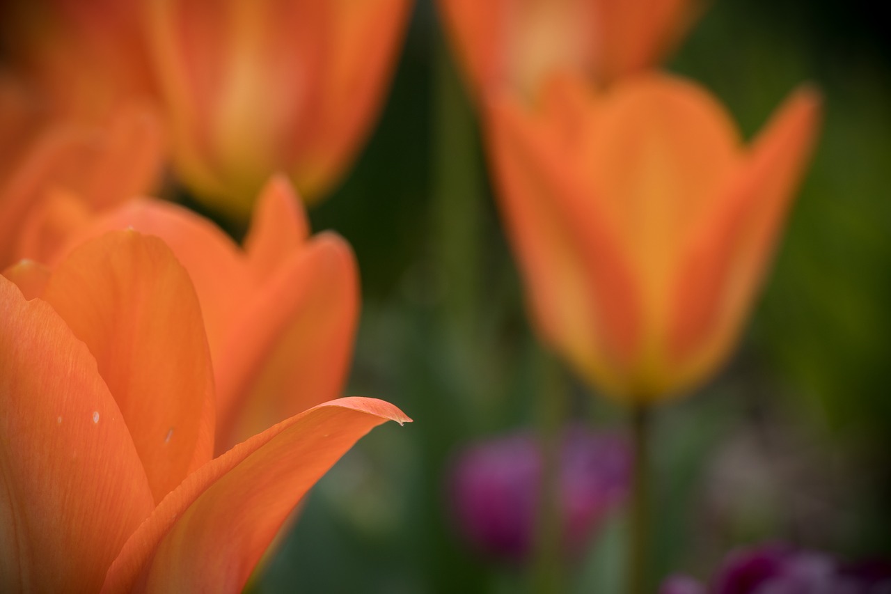 Tulpė, Gėlė, Pavasaris, Edwards Sodai, Toronto, Oranžinė, Gamta, Gėlių, Žiedas, Šviežias