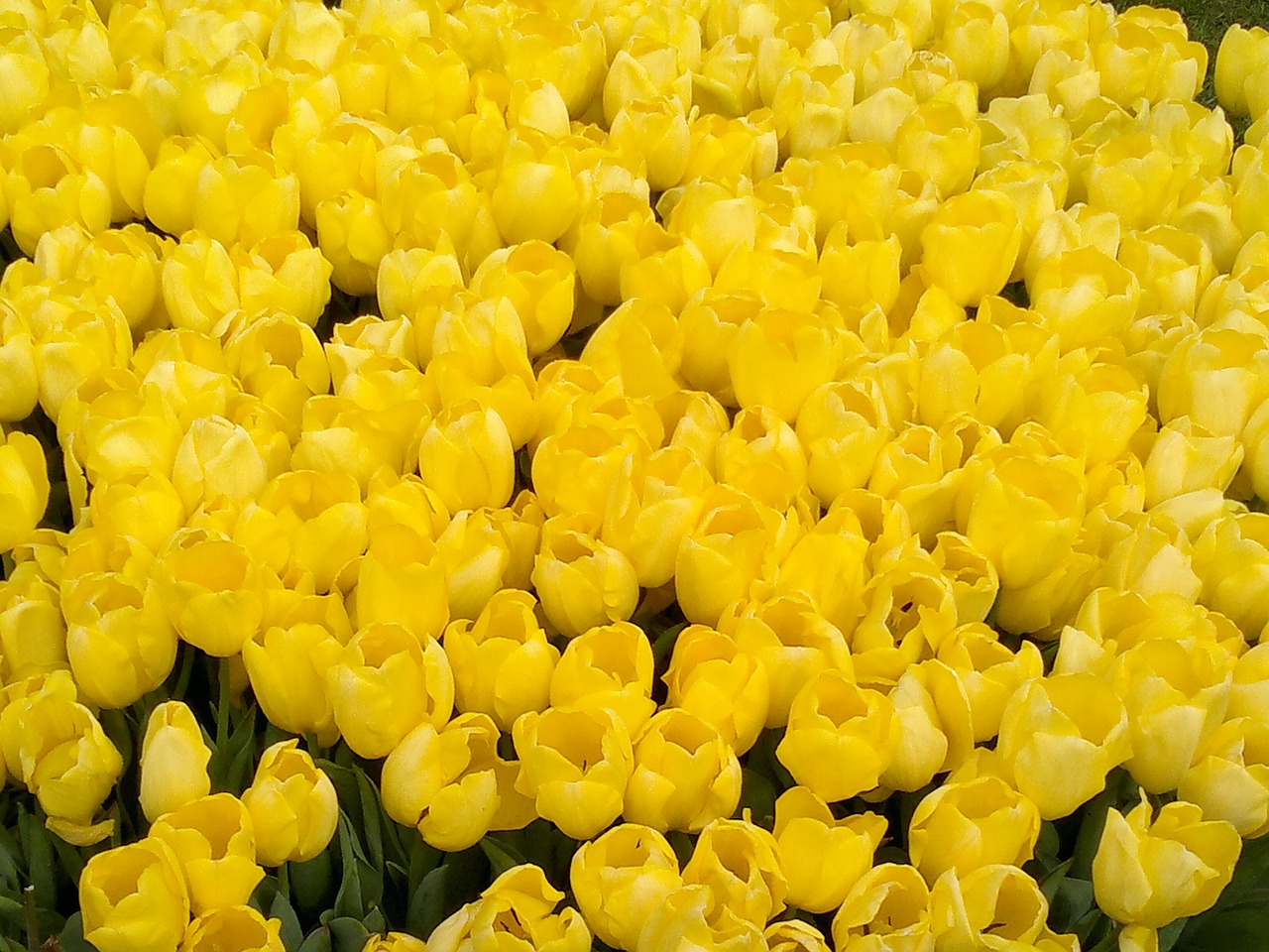 Tulpė, Olandų, Geltona, Gėlė, Olandų Tulpės, Nemokamos Nuotraukos,  Nemokama Licenzija