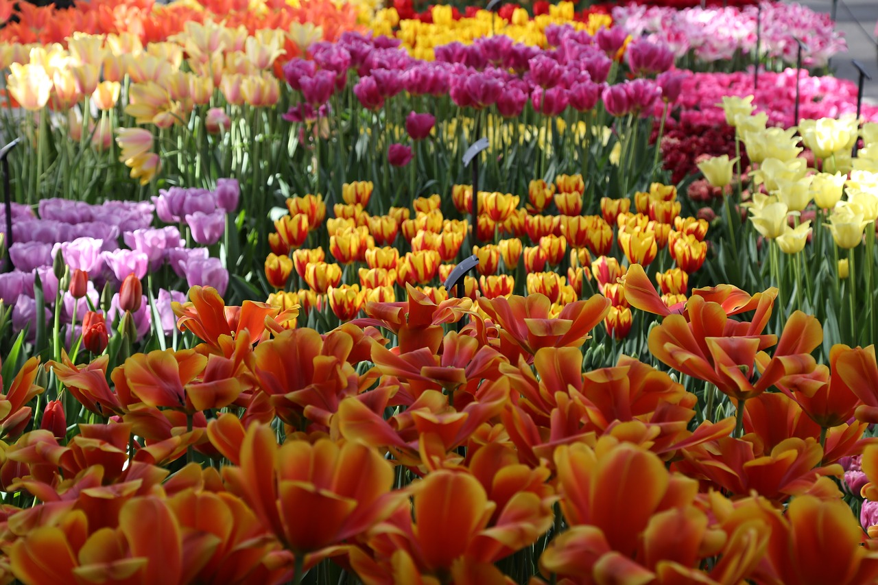 Tulpė, Holland, Augalas, Europa, Gėlė, Nemokamos Nuotraukos,  Nemokama Licenzija