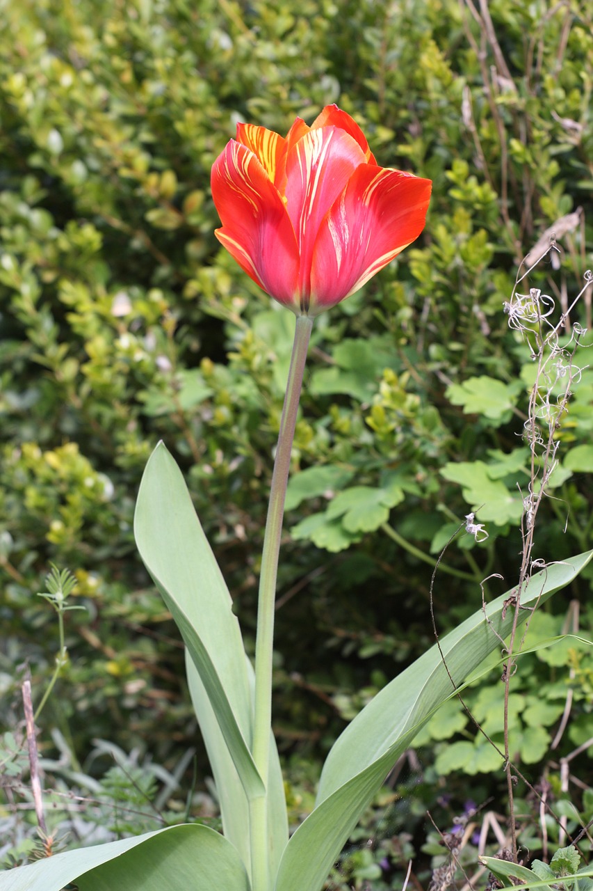 Tulpė, Gamtos Fotografija, Raudona Geltona, Gamta, Augalas, Pavasario Gėlės, Nemokamos Nuotraukos,  Nemokama Licenzija