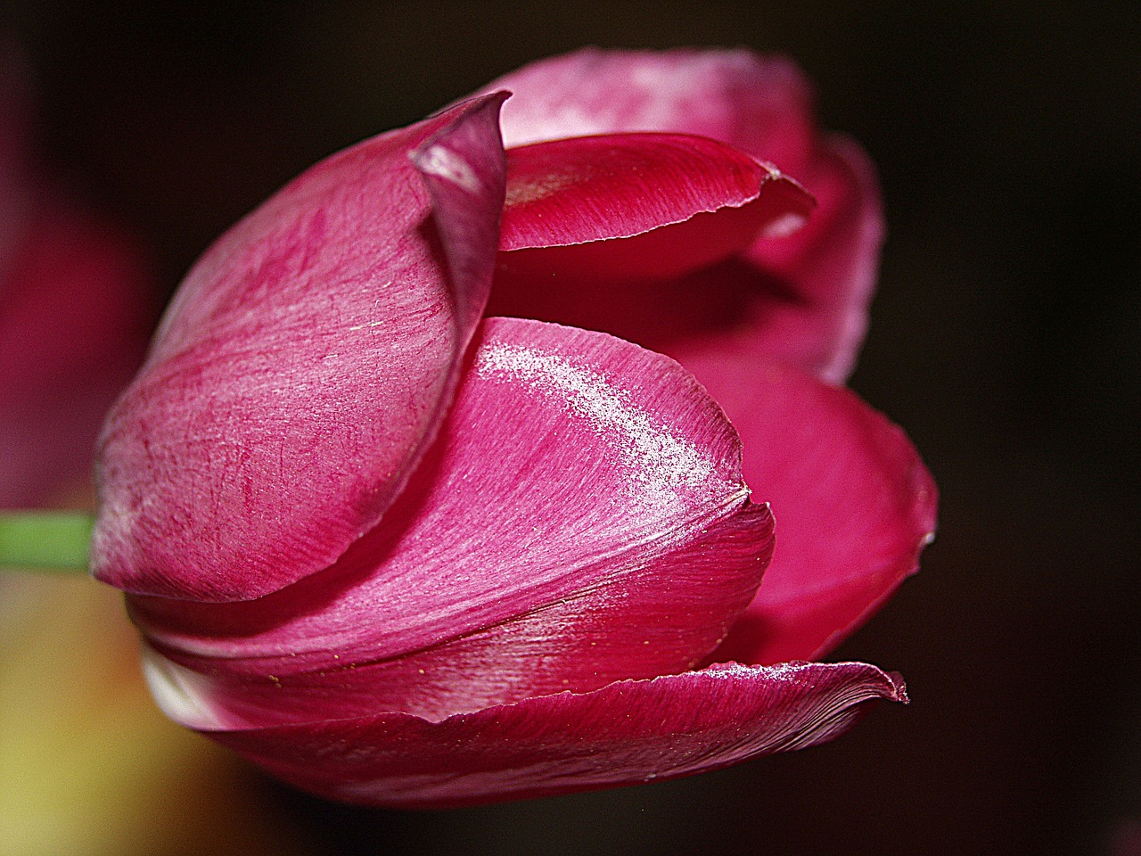 Tulpė, Rožinis, Pavasario Gėlės, Iš Arti, Makrofotografija, Nemokamos Nuotraukos,  Nemokama Licenzija