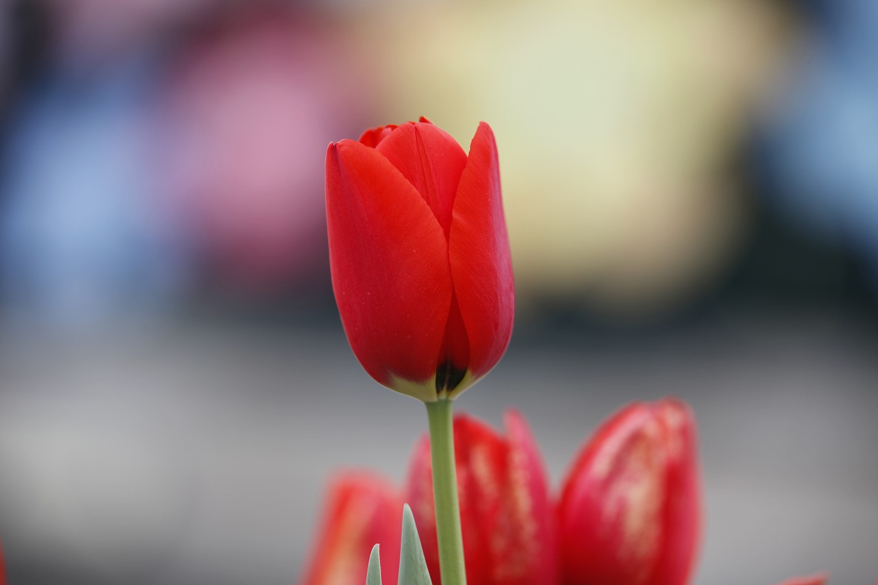 Tulpė, Gėlės, Gamta, Nemokamos Nuotraukos,  Nemokama Licenzija