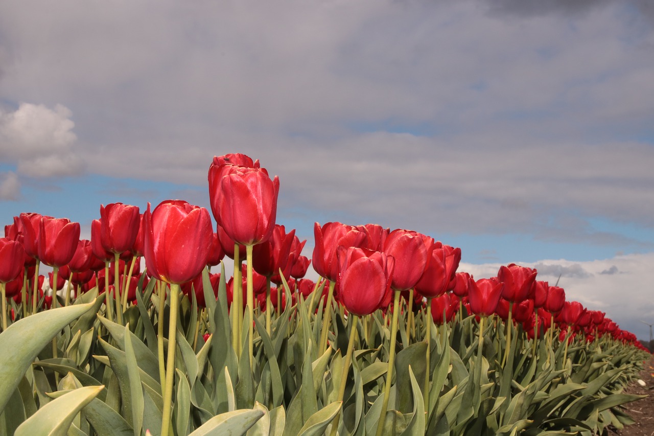 Tulpė, Tulpių Laukas, Tulpių Laukai, Holland, Nyderlandai, Gamta, Pavasaris, Keukenhof, Lemputė, Augalas