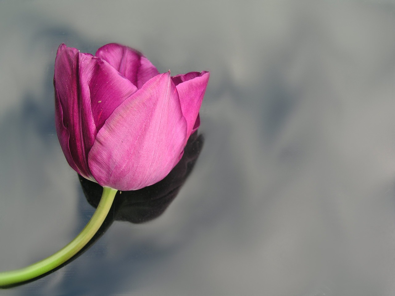 Tulpė, Gėlė, Pavasaris, Nemokamos Nuotraukos,  Nemokama Licenzija