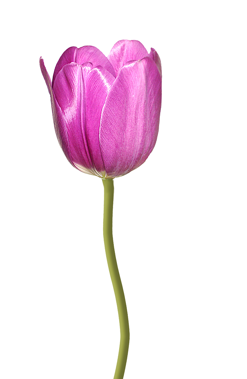 Tulpė, Rožinė Gėlė, Gamta, Skaidrus Fonas, Nemokamos Nuotraukos,  Nemokama Licenzija