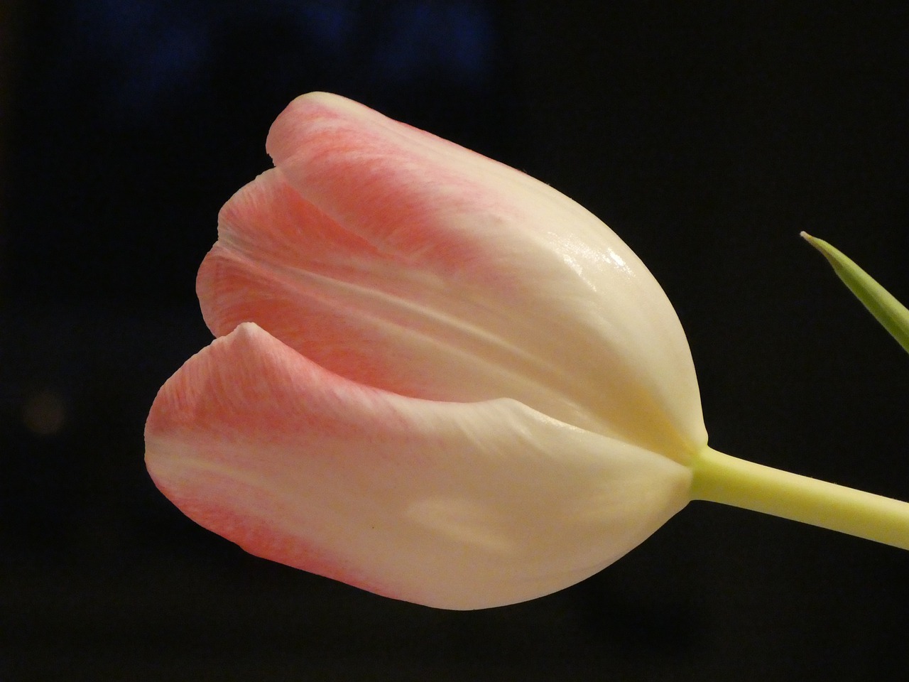Tulpė, Gėlė, Švelnus, Rožinis, Nemokamos Nuotraukos,  Nemokama Licenzija