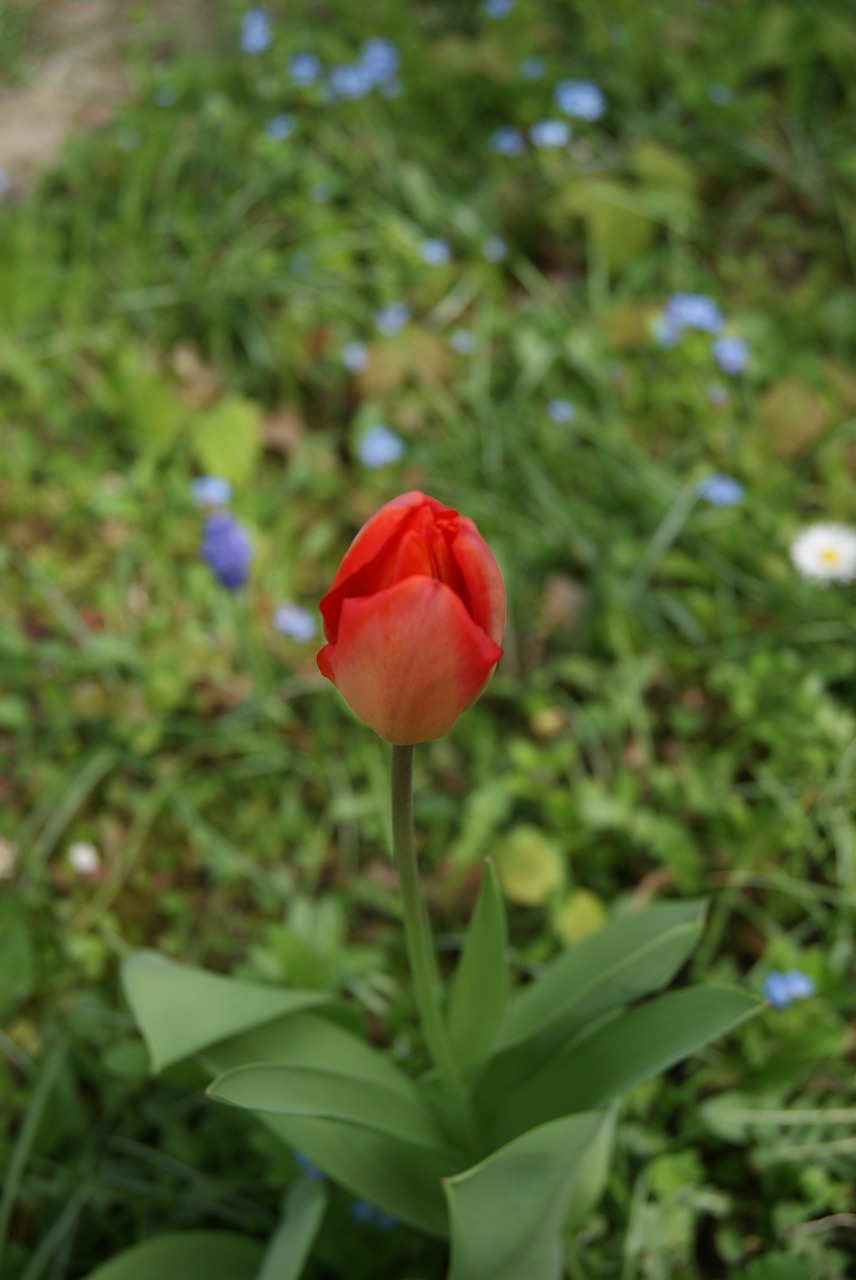 Tulpė, Gėlės, Gamta, Nemokamos Nuotraukos,  Nemokama Licenzija
