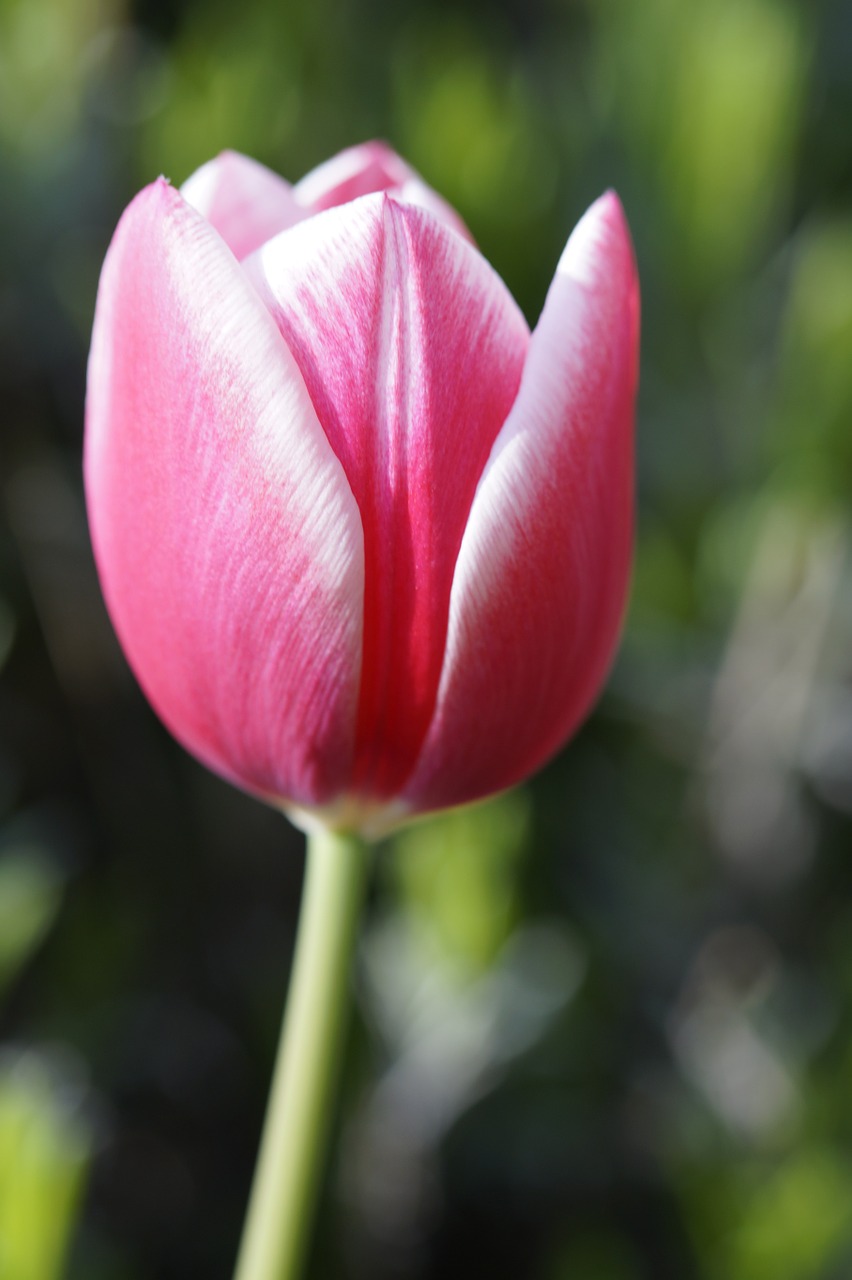 Tulpė, Tulpenbluete, Žydėti, Žiedas, Žydėti, Gėlė, Rožinis, Gamta, Pavasaris, Uždaryti