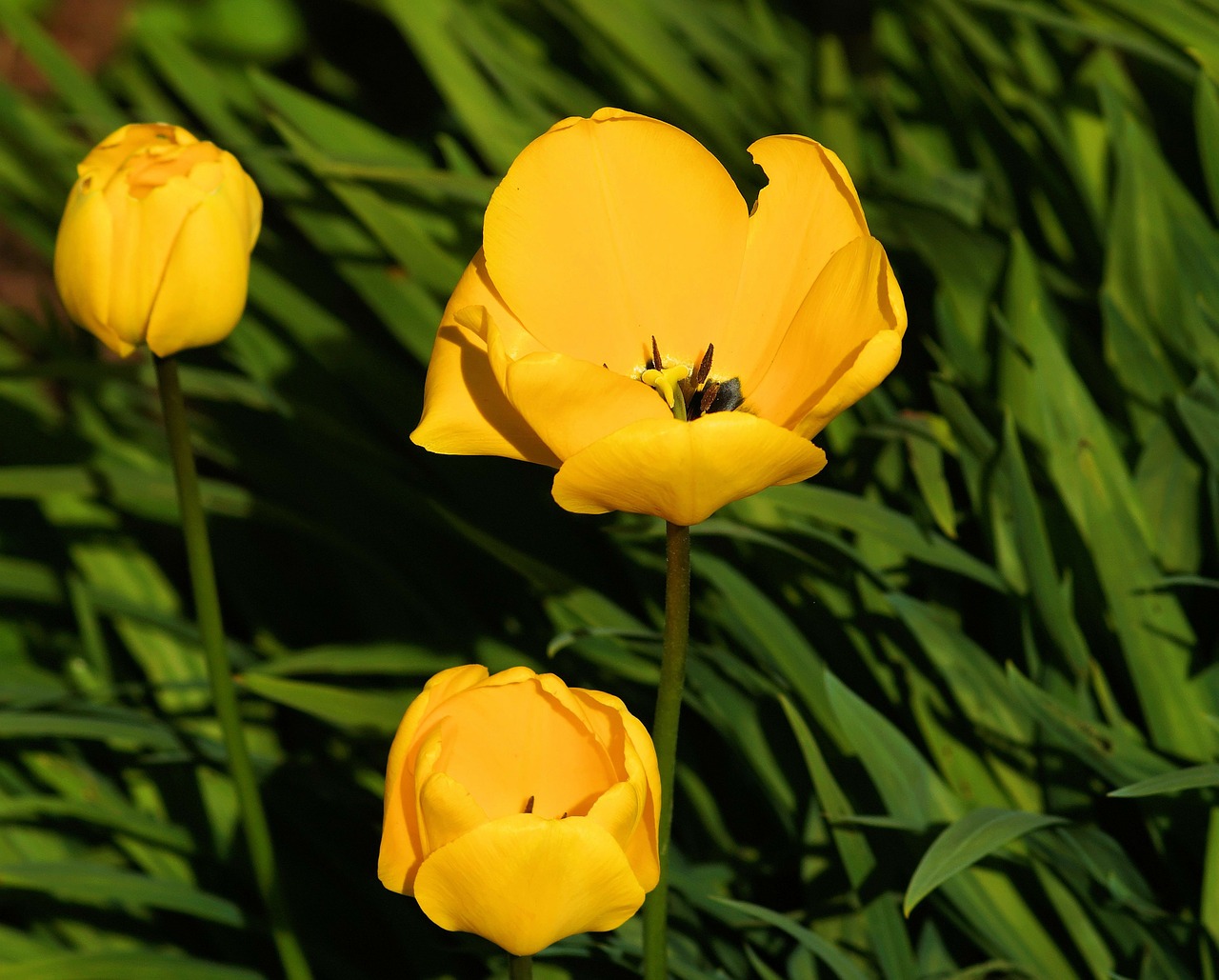 Tulpė, Tulipa, Gėlė, Gėlės, Geltona, Pavasaris, Nemokamos Nuotraukos,  Nemokama Licenzija