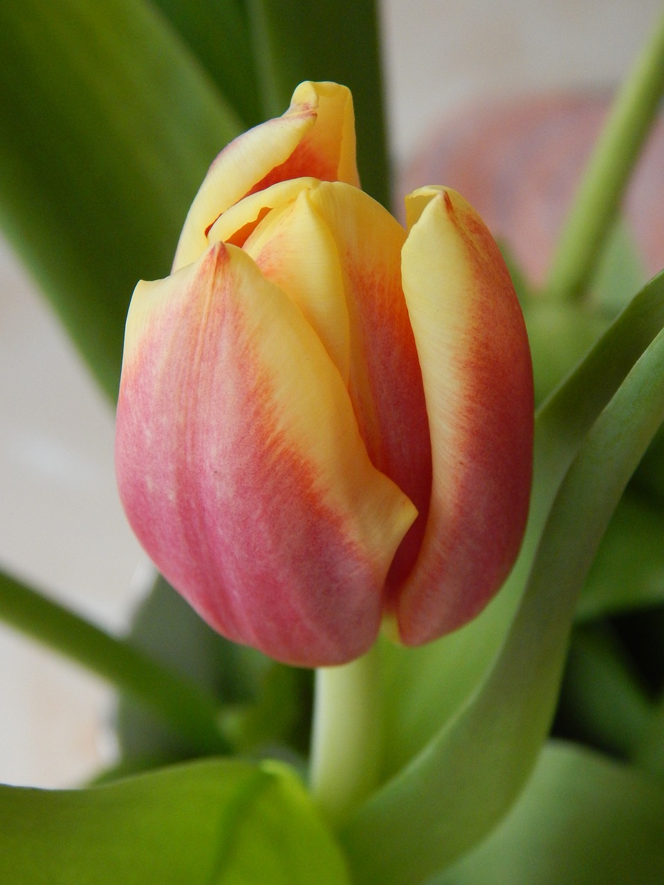 Tulpė, Augalas, Gėlė, Nemokamos Nuotraukos,  Nemokama Licenzija