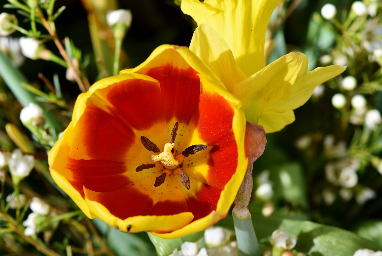 Tulpė,  Schnittblume,  Pavasario Gėlės,  Antspaudas,  Tuti,  Žiedlapiai,  Žiedas,  Žydėti,  Gėlė,  Sodas