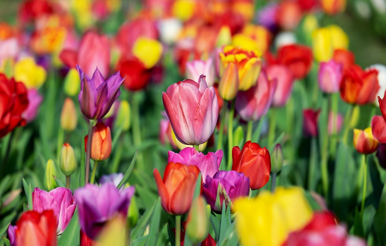 Tulpė,  Rožinis,  Tulip Rožinė,  Tulpės,  Tulpenbluete,  Gėlės,  Tulpė Srityje,  Spalvinga,  Spalva,  Pavasaris