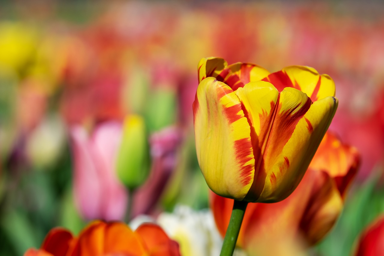 Tulpė,  Geltona Oranžinė,  Geltona Oranžinė Tulpė,  Tulpės,  Tulpenbluete,  Gėlės,  Tulpė Srityje,  Spalva,  Spalvinga,  Pavasaris