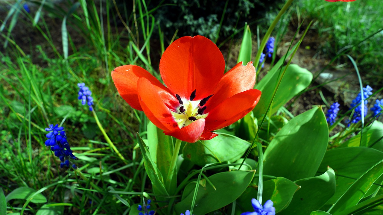 Tulpė,  Pobūdį,  Gėlė,  Augalų,  Pavasaris,  Vasara,  Muscari,  Closeups,  Žalias,  Mėlynas