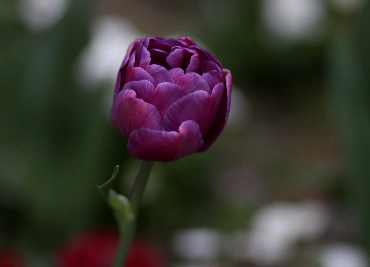 Tulpė,  Mov,  Žiedlapiai,  Gėlė, Nemokamos Nuotraukos,  Nemokama Licenzija