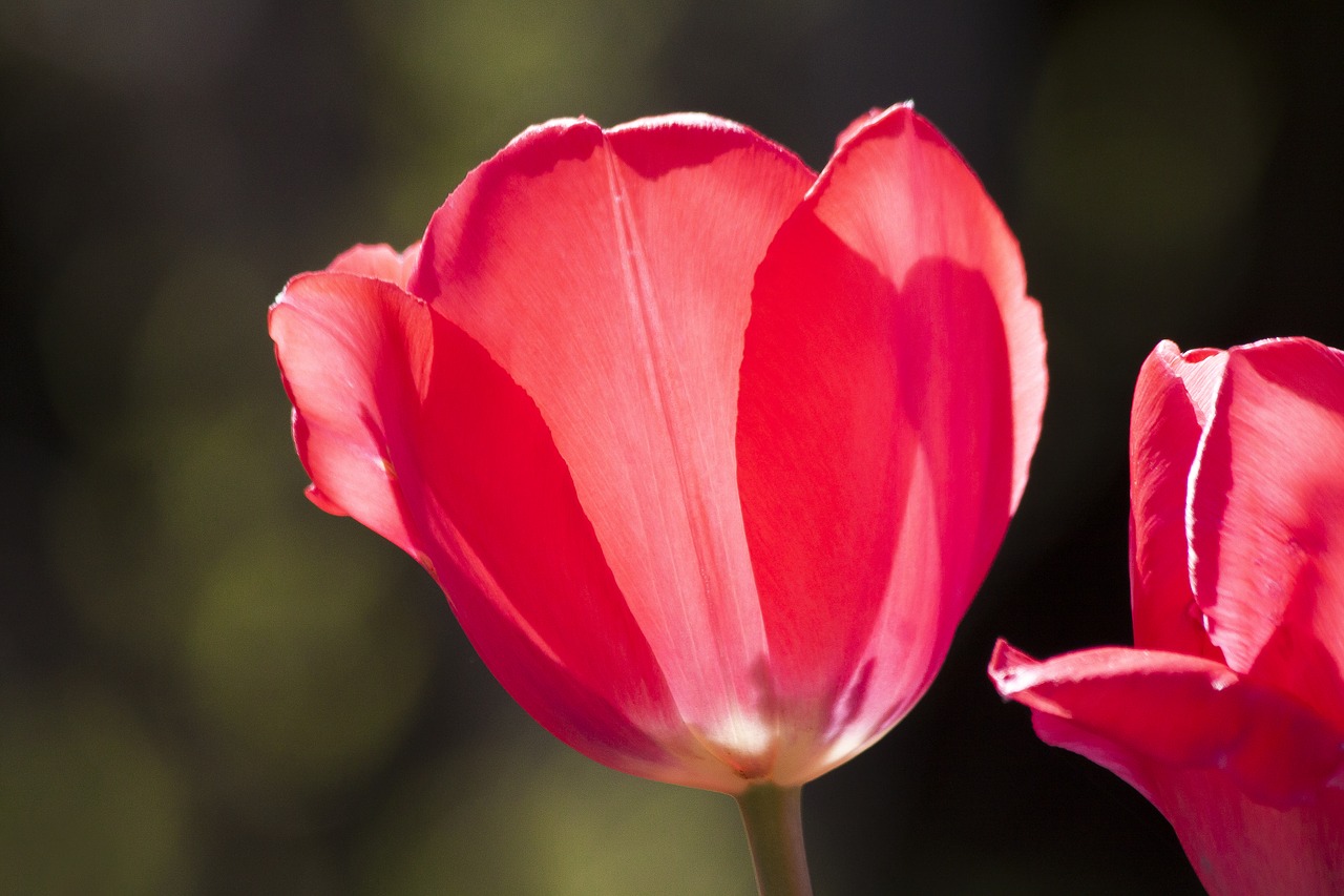 Tulpė,  Lelijos,  Pavasaris,  Pobūdį,  Gėlė,  Schnittblume,  Žiedas,  Žydi,  Augalų,  Floros