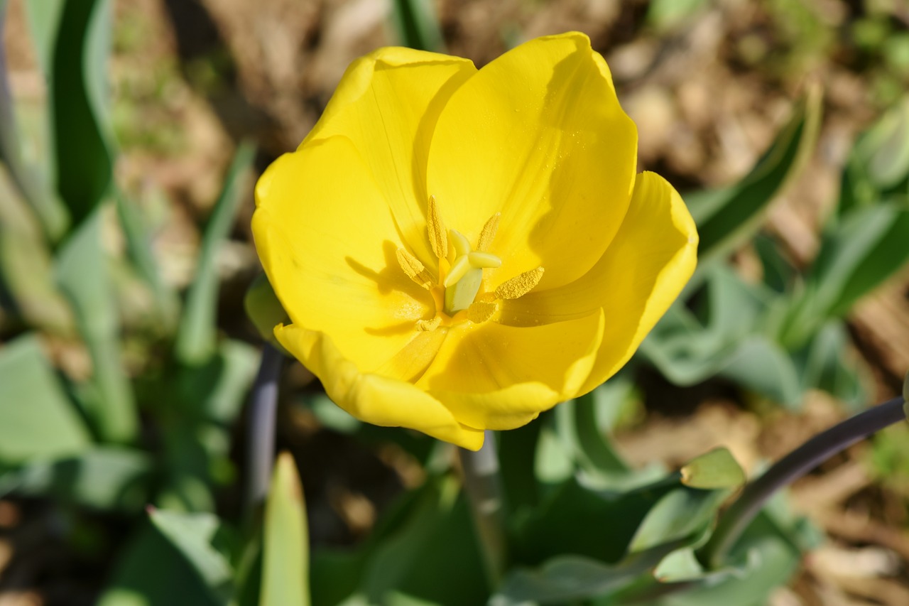 Tulpė,  Tulpenbluete,  Suklestėjo,  Spalva,  Tulip Puodelio,  Tulpė Srityje,  Pavasaris,  Gėlė,  Žiedas,  Žydi