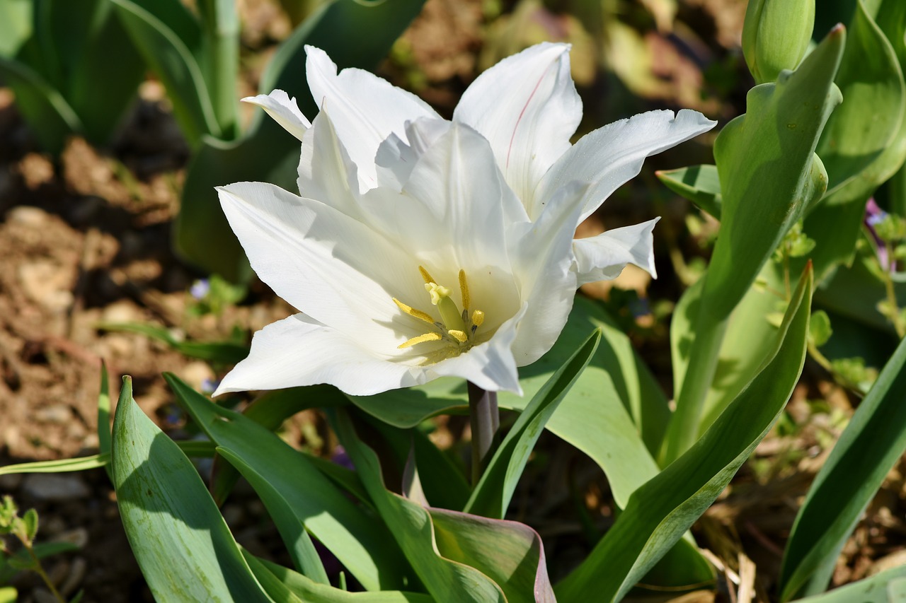 Tulpė,  Tulpenbluete,  Suklestėjo,  Spalva,  Tulip Puodelio,  Tulpė Srityje,  Pavasaris,  Gėlė,  Žiedas,  Žydi