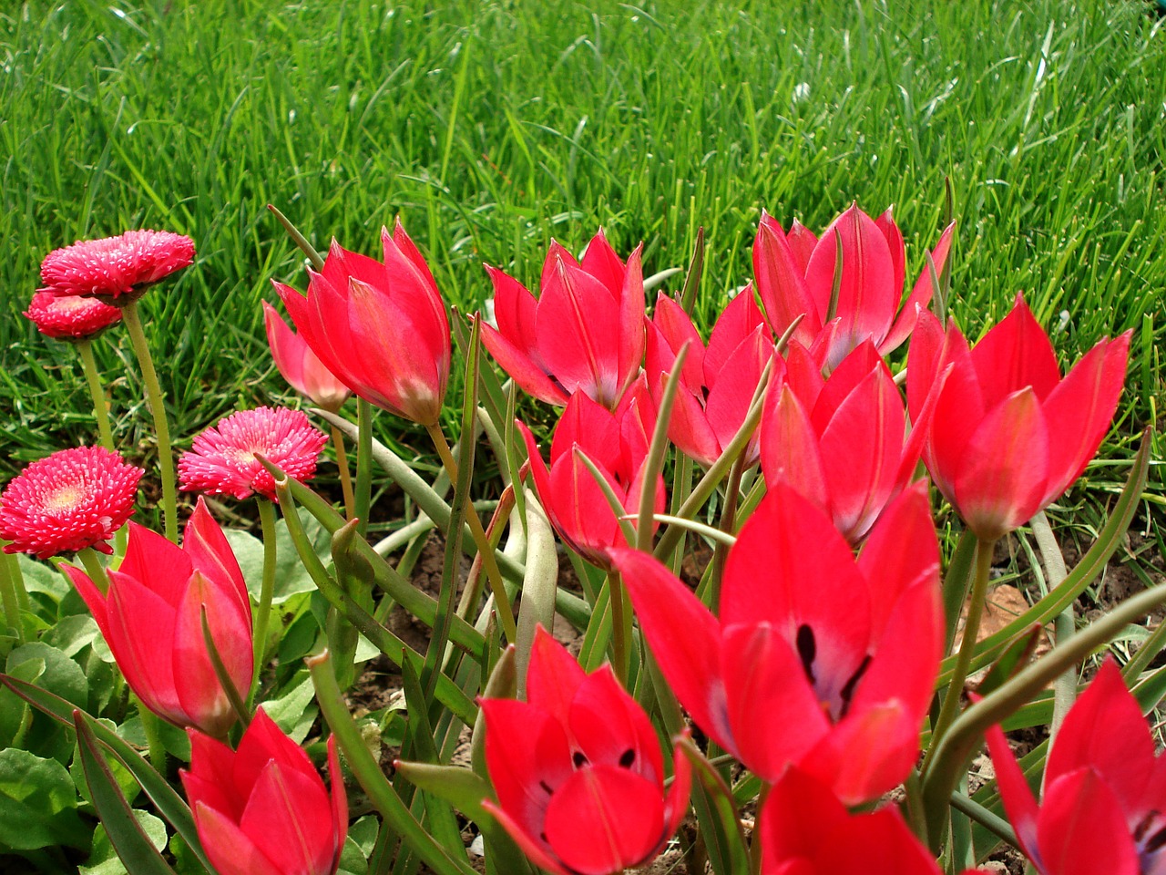 Tulpė, Pavasaris, Gėlės, Tulpės, Rožinės Tulpės, Rožinės Gėlės, Gėlė, Rožinis, Rožinė Tulpė, Gamta