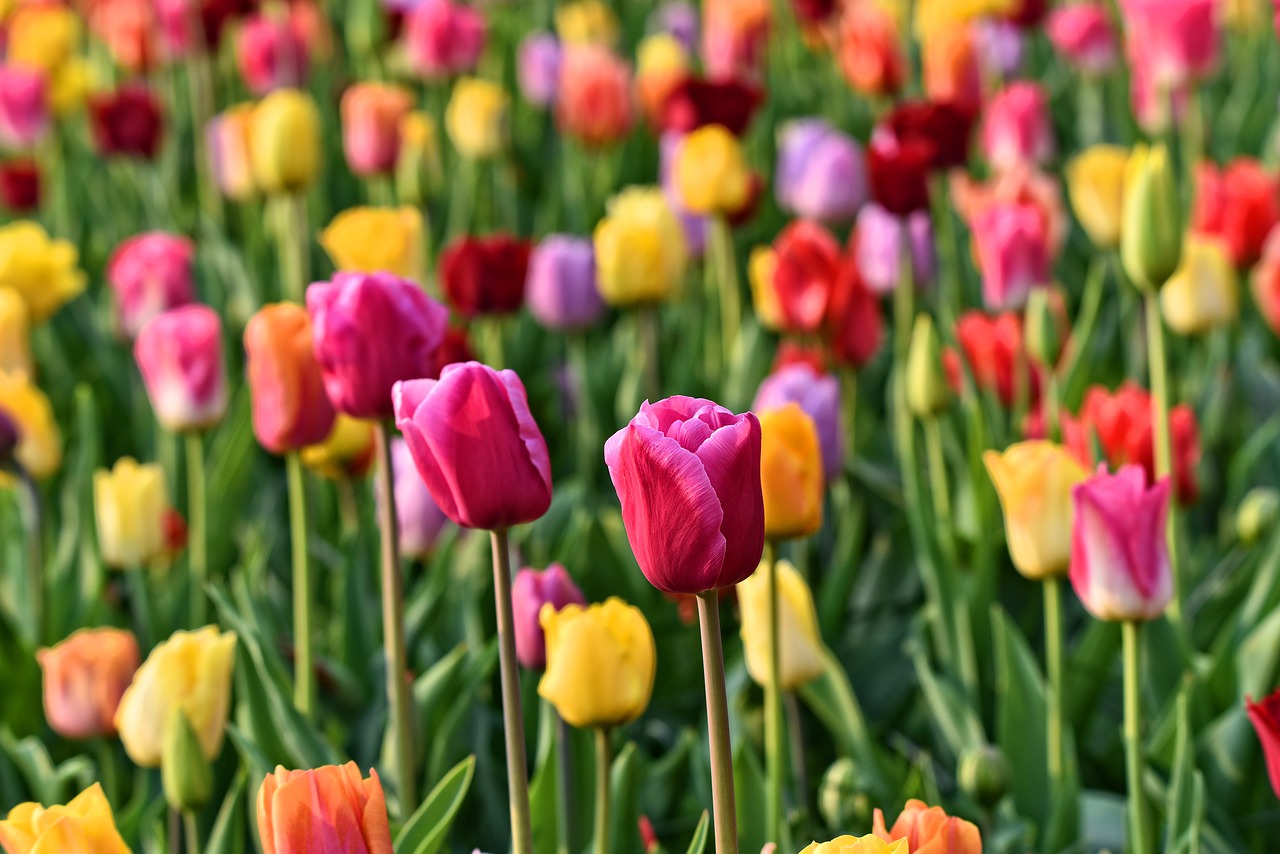 Tulpė,  Gėlė,  Augalų,  Svogūniniai,  Žydi,  Žydi,  Tulpė Lova,  Sodas,  De Keukenhof,  Olandija