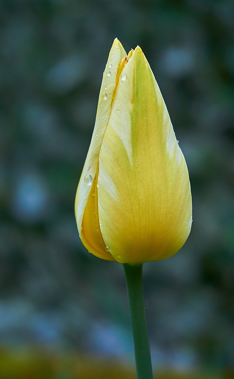 Tulpė,  Tulpenbluete,  Bud,  Pavasario Gėlė,  Frühlingsanfang,  Spalvinga,  Gėlė,  Geltona,  Spalva,  Pavasario Spalvos