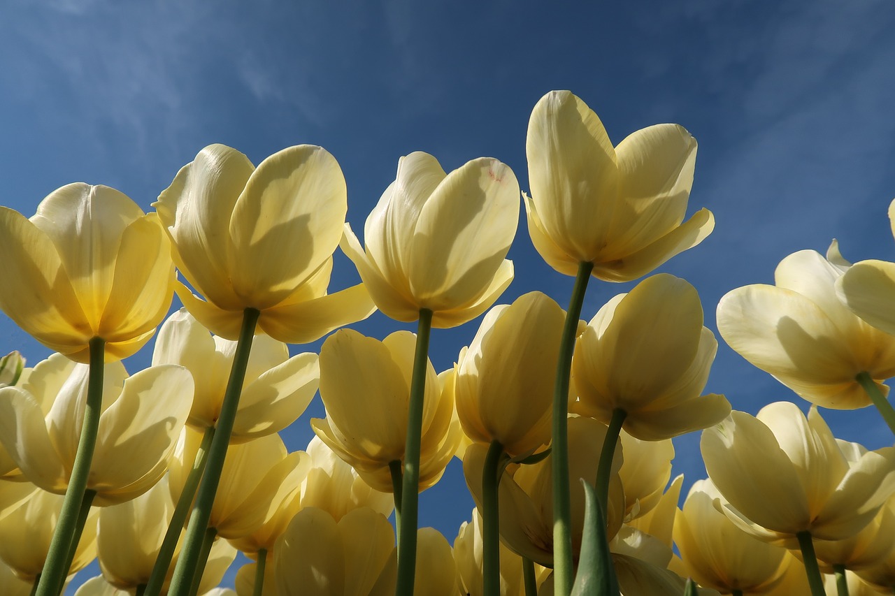 Tulpė,  Tulpės,  Nyderlandai,  Keukenhof,  Tulpen Bol,  Gėlė,  Baltos Spalvos,  Saulės,  Vasara,  Pavasaris