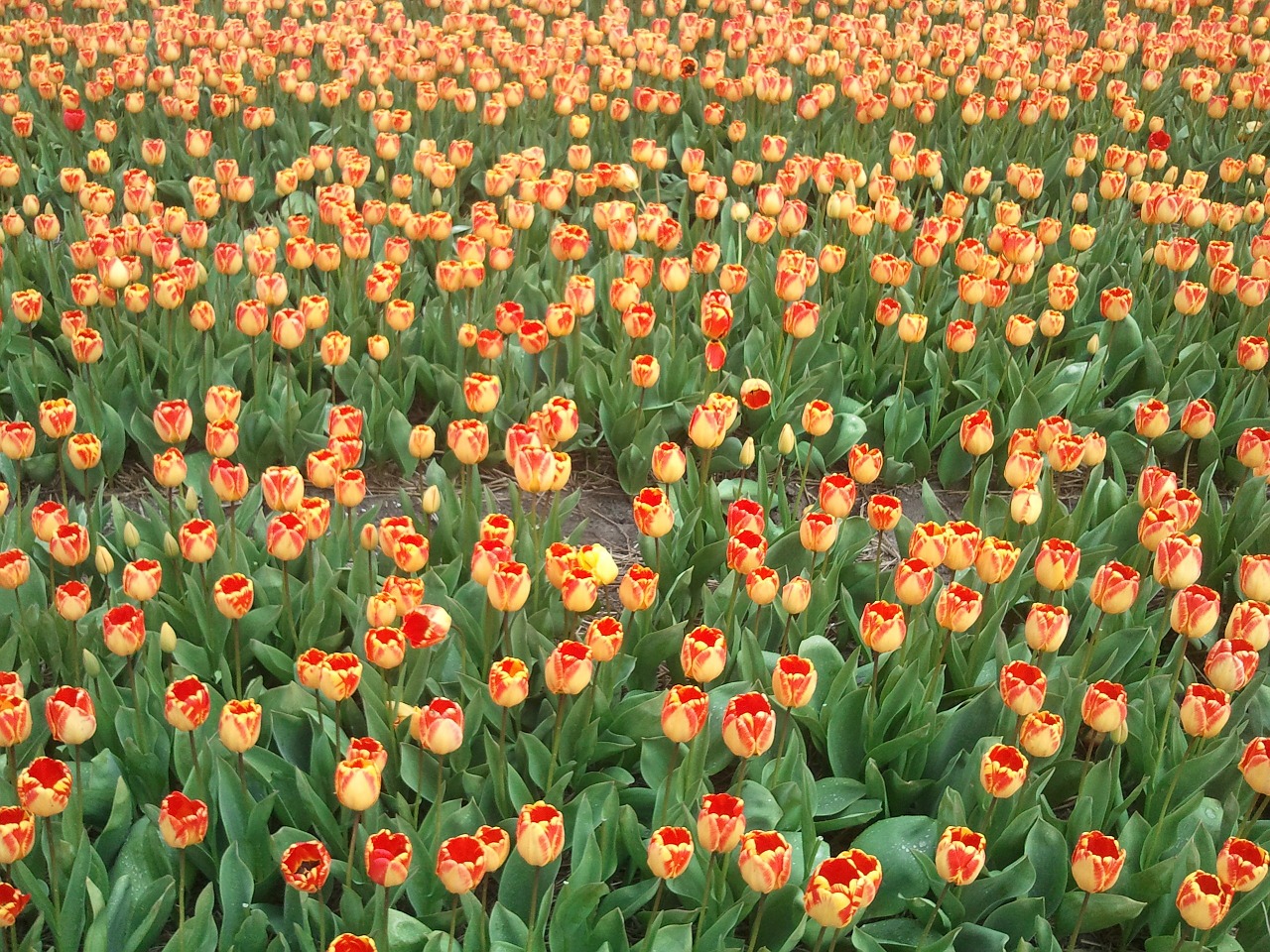 Tulpė, Tulpės, Lemputė, Nyderlandai, Holland, Pavasaris, Gamta, Žydėti, Gėlė, Augalai