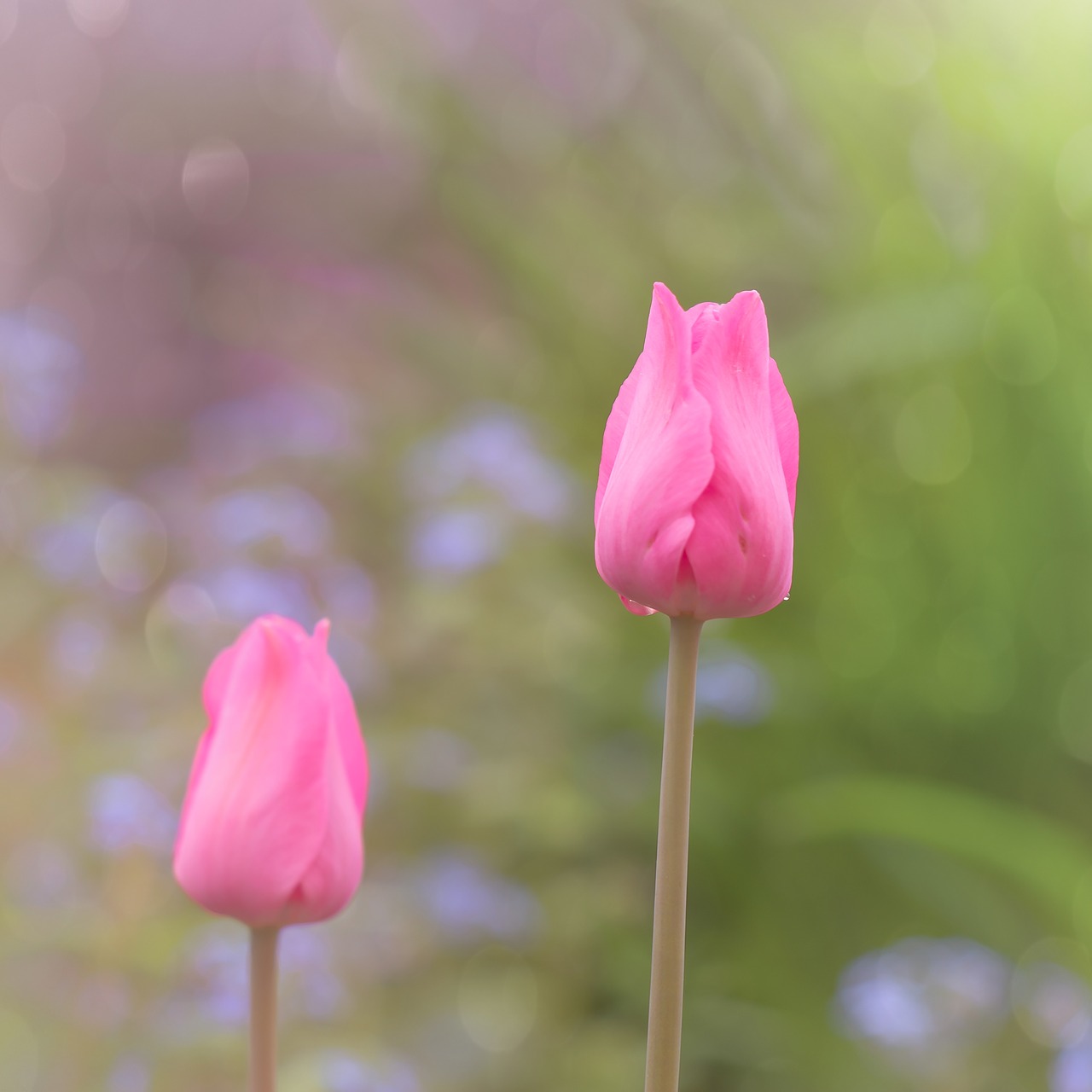 Tulpė,  Pavasaris,  Pobūdį,  Gėlė,  Tulpenbluete,  Lašelinė,  Sodas,  Šviesiai Rožinė,  Rožinis,  Gėlės