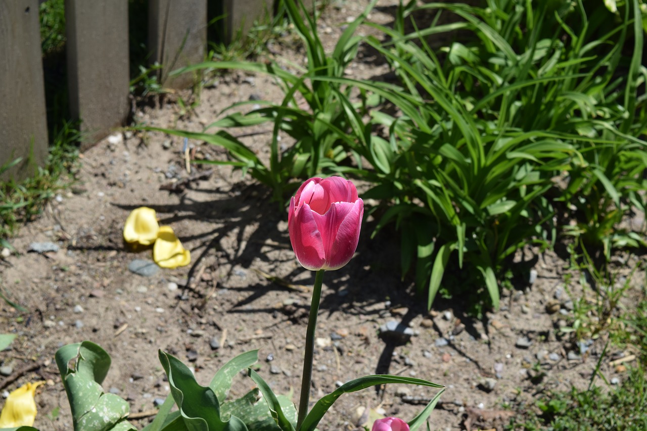 Tulpė,  Gėlė,  Pavasaris, Nemokamos Nuotraukos,  Nemokama Licenzija