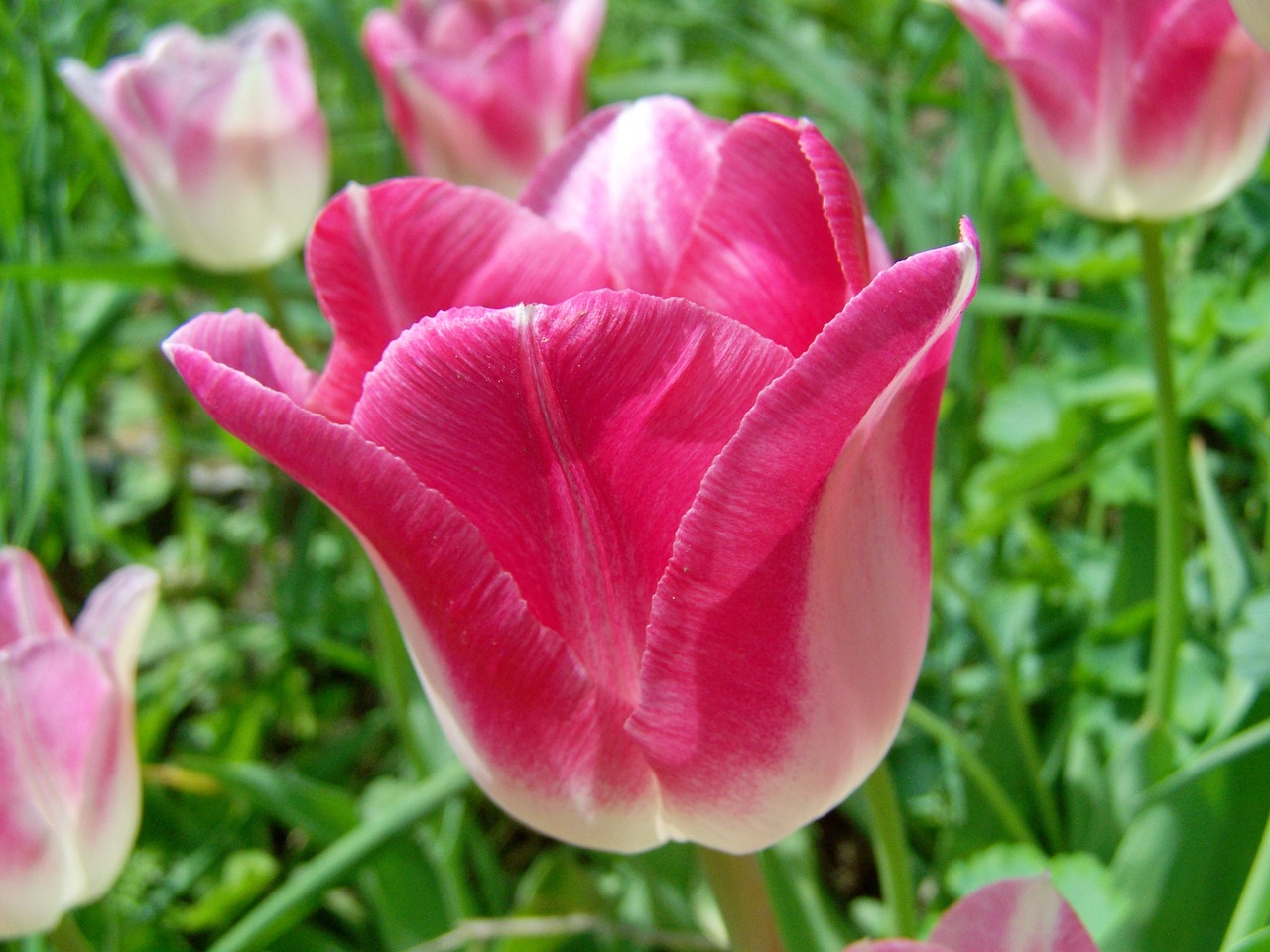 Tulpė,  Pavasario Gėlė, Nemokamos Nuotraukos,  Nemokama Licenzija